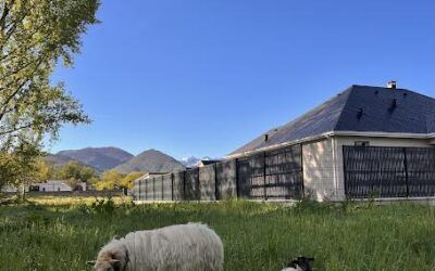 Gestion durable des espaces verts chez PY’STiLL