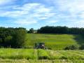 Juillet - Sarriette